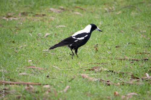 The magpie is a distinctive looking bird  with glossy black and brilliant white markings.