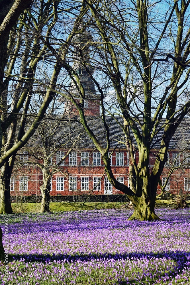 husum im frühling, Krokus