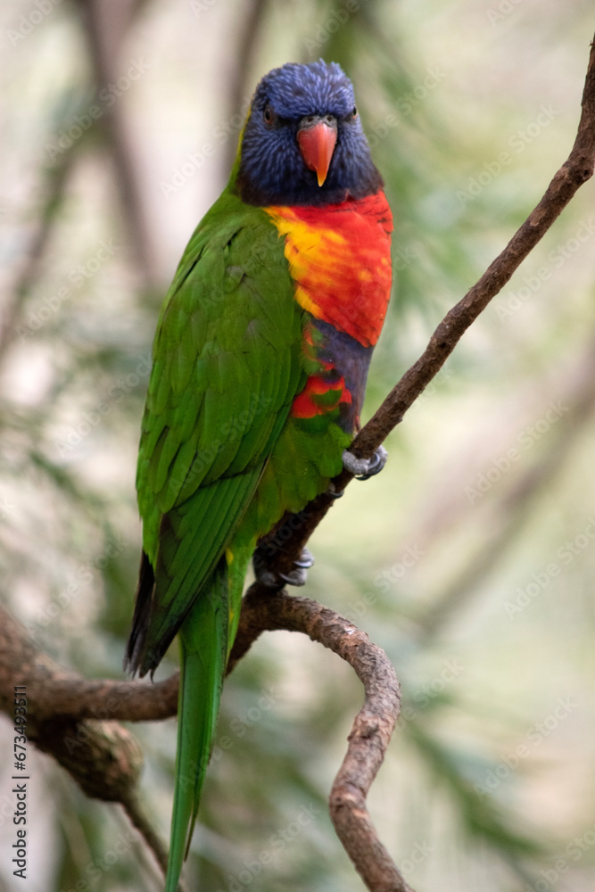 The rainbow lorikeet has a bright yellow-orange/red breast, a mostly violet-blue throat and a yellow-green collar.