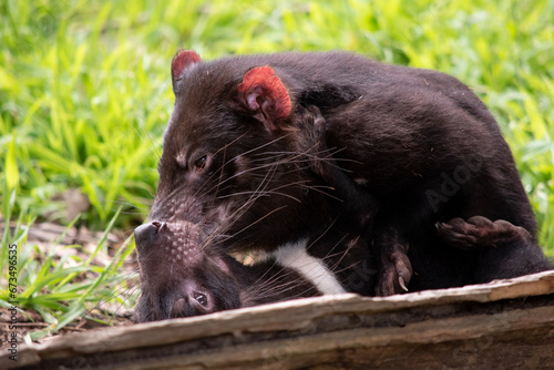 Tasmanian Devils are the size of a small dog. Devils have black fur with a large white stripe across their breast and the odd line on their back.