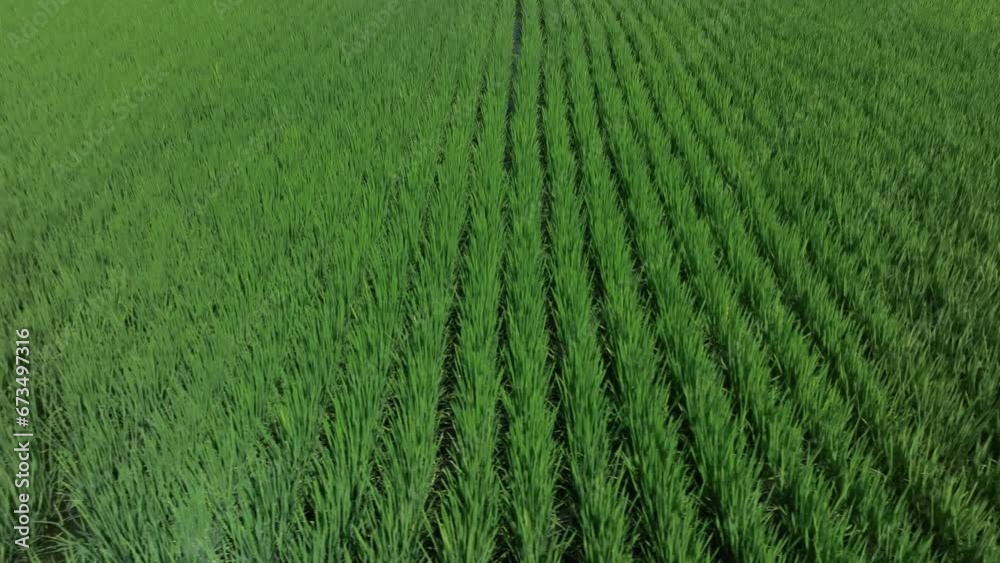 Rice Plantations Close-Up, Aerial View Rice Plantations Close-Up, Aerial View