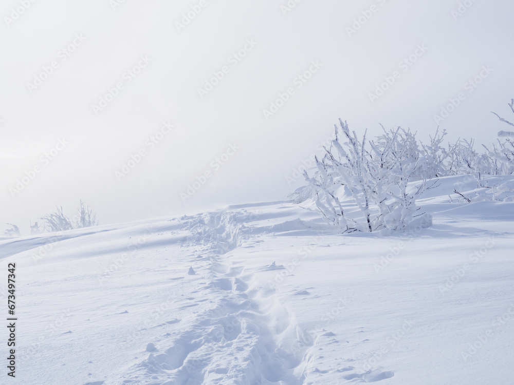 Snow covered trees in the forest. snow-covered tourist trail. Bieszczady Mountains. Poland.