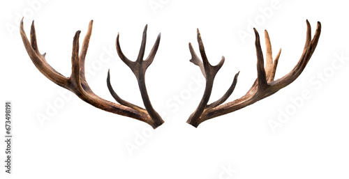 Deer antlers isolated cutout on transparent