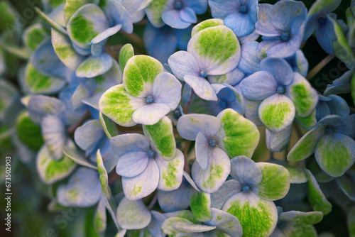 Macro blossom Hydrangea Magical Revolution with blue and green petals.
