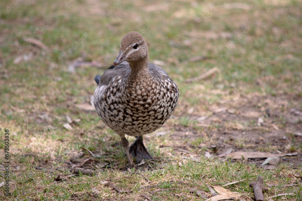 The females have a paler head with two white stripes, above and below the eye, a speckled breast and flanks, with a white lower belly and undertail The females have a paler head with two white stripes, above and below the eye, a speckled breast and flanks, with a white lower belly and undertail