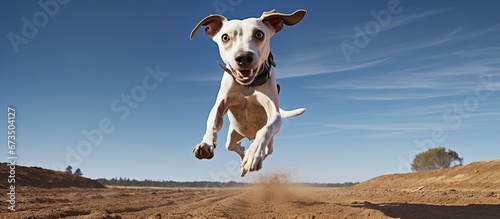 The whippet a breed of dog known for its youthfulness playfulness cheerfulness and energy dashes with incredible speed and humor towards a ball gracefully leaping and soaring through the air