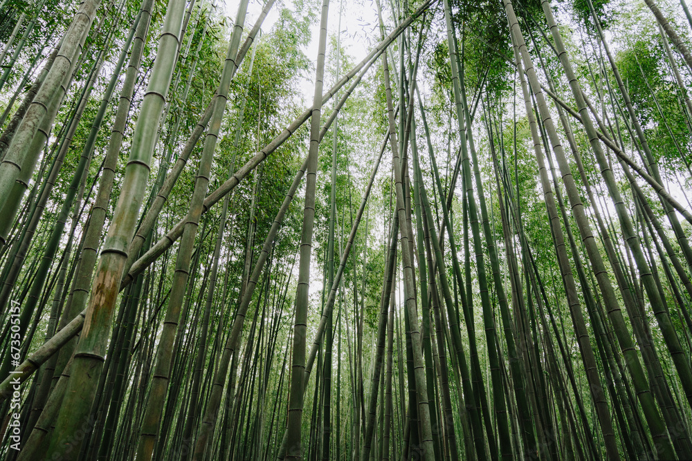 Green bamboo at the Arashiyama Bamboo Forest. Green bamboo at the Arashiyama Bamboo Forest.