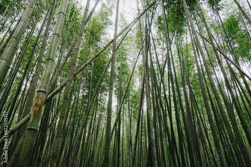 Green bamboo at the Arashiyama Bamboo Forest.