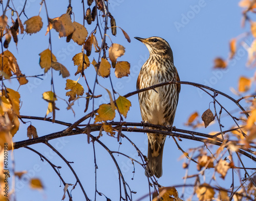 Fotografija redwing bird on a branch with bright blue background