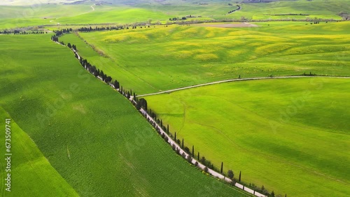Snake road with trees run along green fields in Tuscany