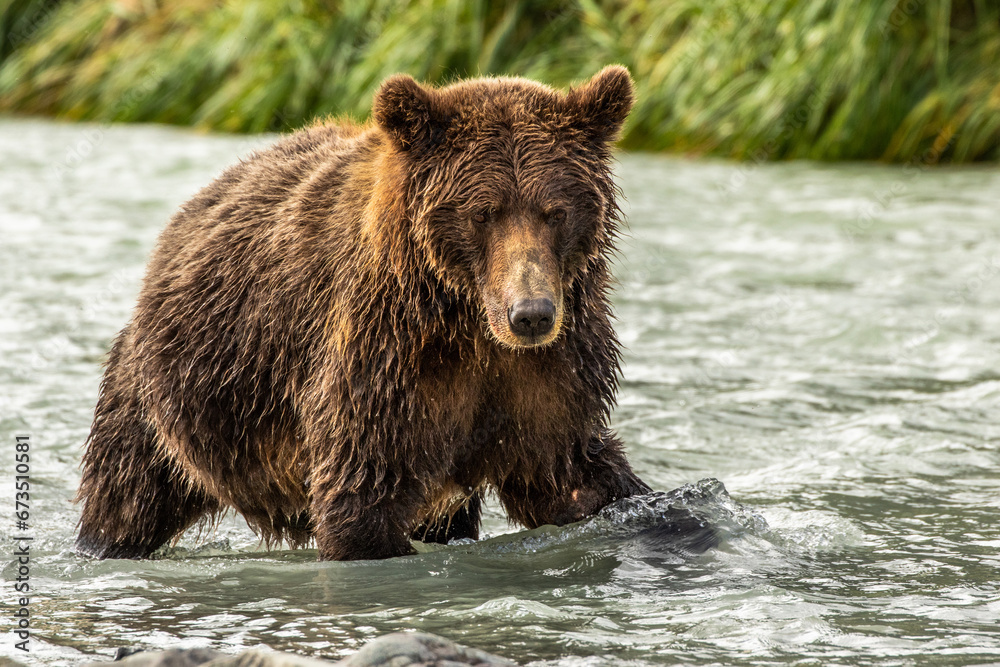 Fototapeta premium fishing bear