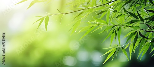 The background consists of a blurry greenery with a prominent green leaf in focus The backdrop is filled with small bamboo plants providing a decorative design