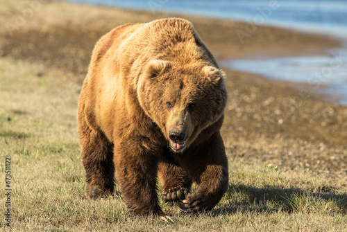 male boar bear photo