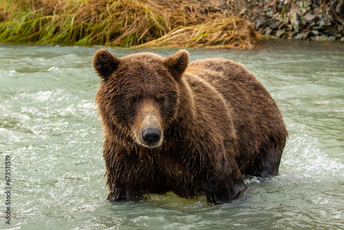 Photos waiting patiently bear