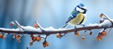 In winter branches there is a perched Cyanistes caeruleus commonly known as a blue tit