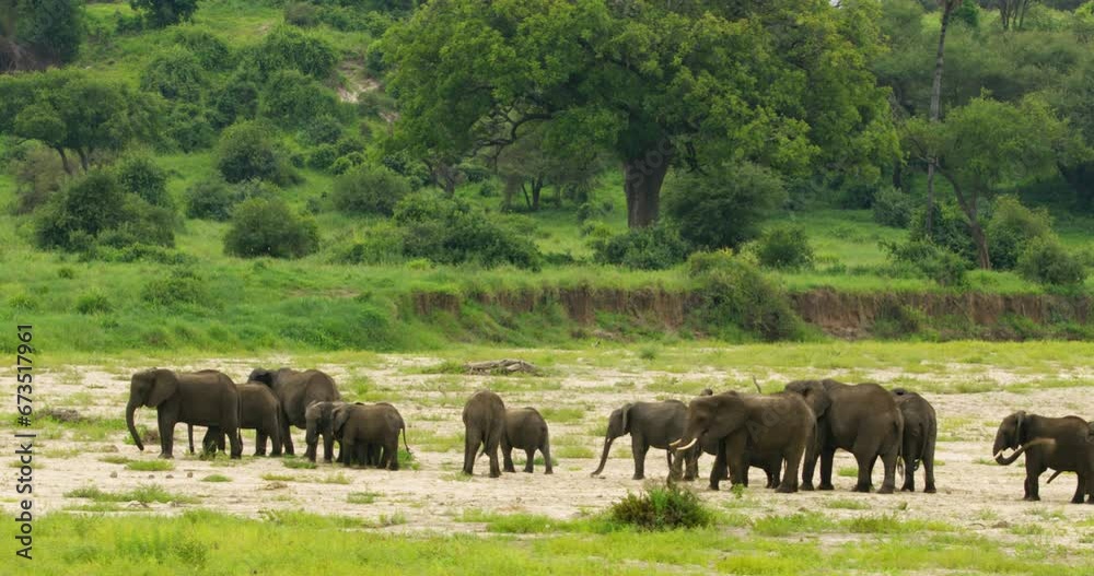 Wide shot displaying a family of elephants standing together. Wide shot displaying a family of elephants standing together.