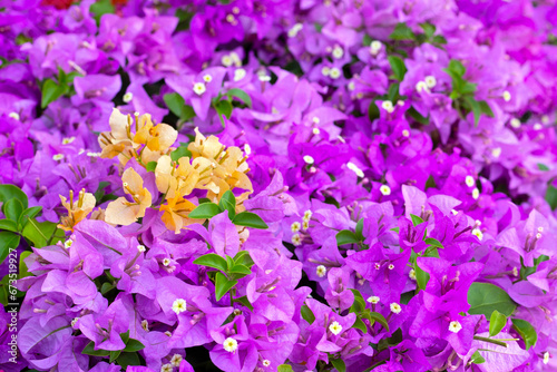 Beautiful bougainvillea flowers with green leaves