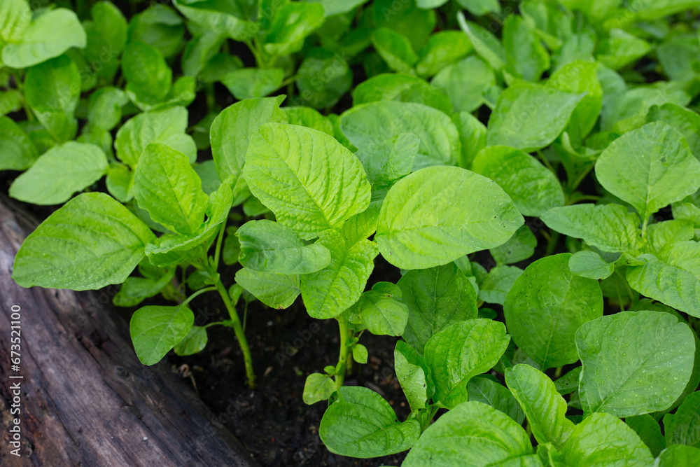 Green amaranth plant in the garden