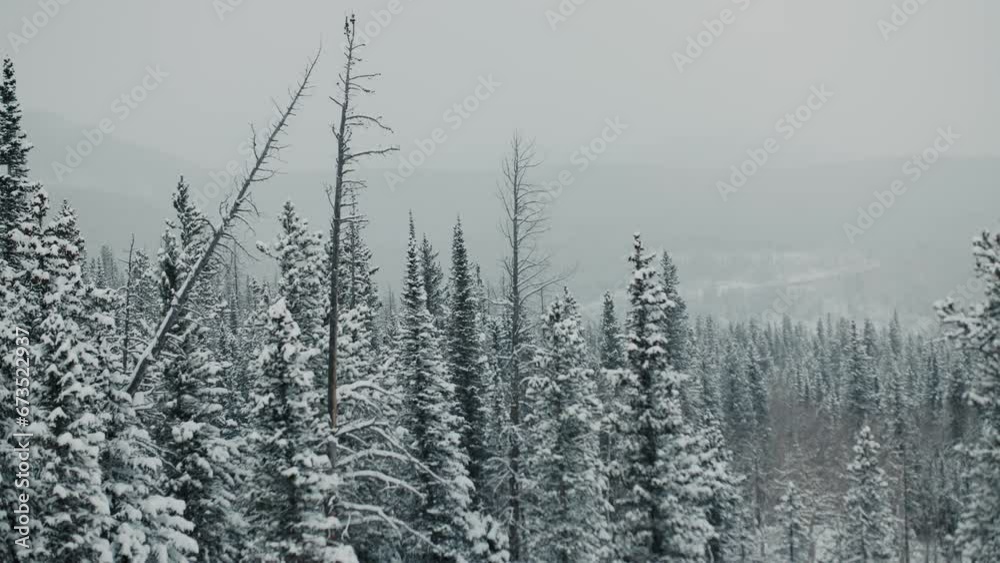 Beautiful Trees and mountains with snow falling in winter Beautiful Trees and mountains with snow falling in winter