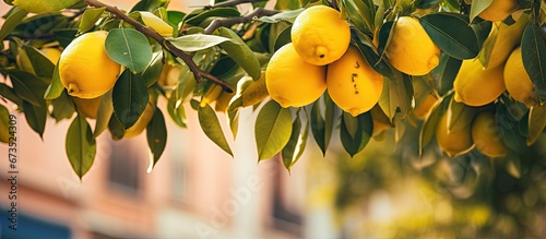 Fototapeta Naklejka Na Ścianę i Meble -  Athens streets are lined with lemon trees bearing luscious fruits on their branches