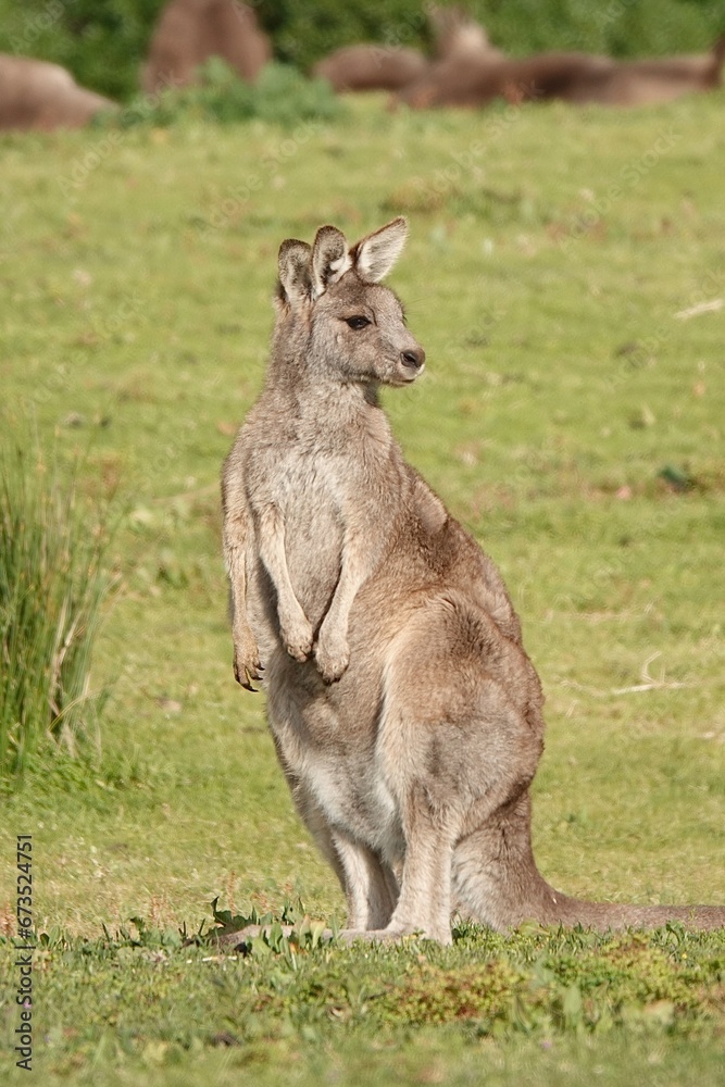 Kangourou 