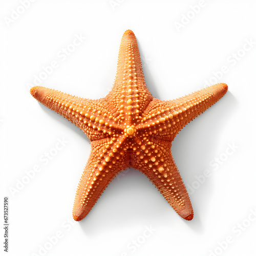 starfish isolated, seastar starfish, white background,