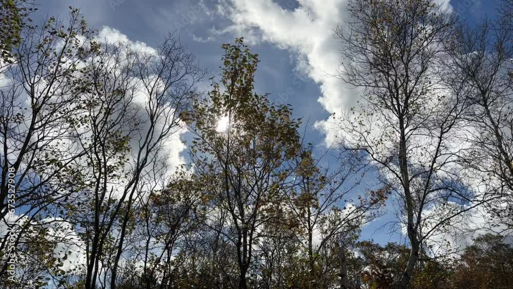 Morning in autumn forest. Sky and Clouds and the Sun Shining Through the Trees. Morning in autumn forest. Sky and Clouds and the Sun Shining Through the Trees.