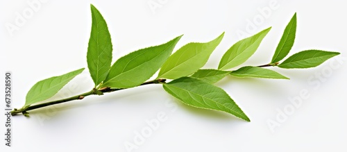 Leaf of tea