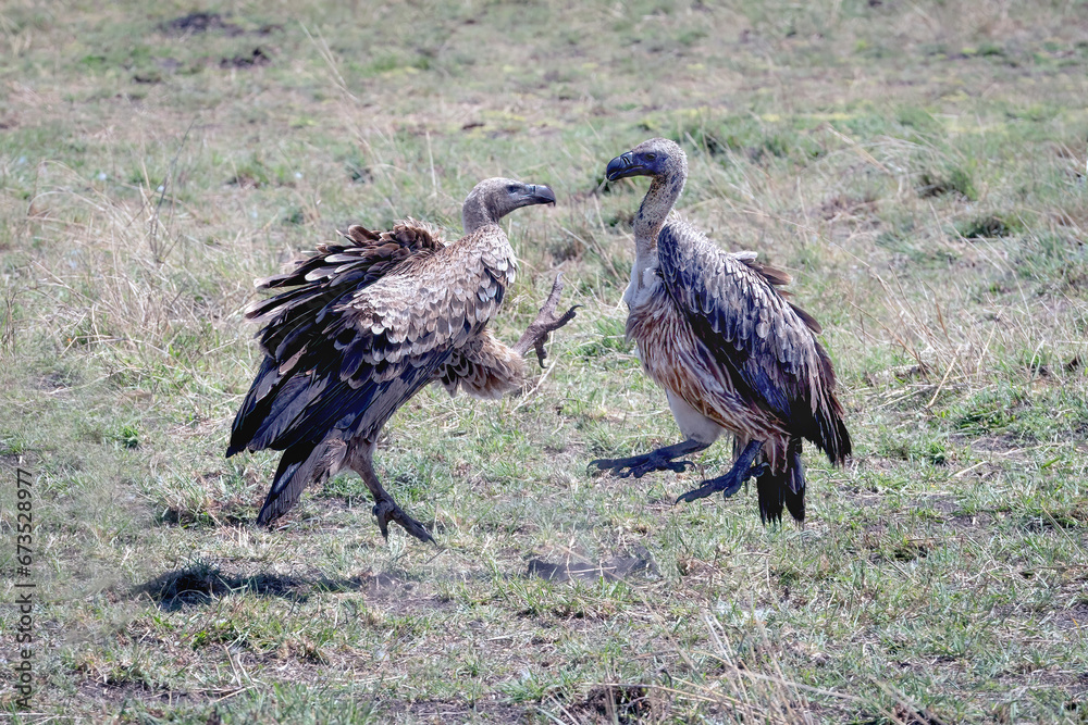 Two Vultures Fighting Two Vultures Fighting