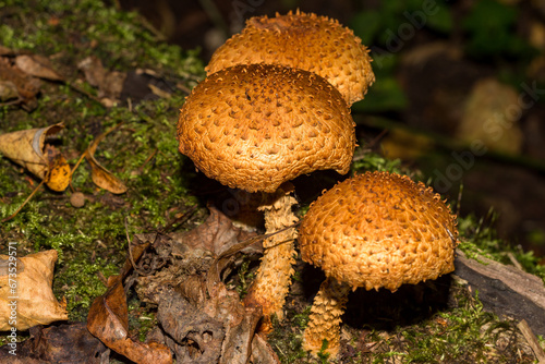 Shaggy scalycap mushrooms growing on a fallen tree close-up, Pholiota squarrosa photo