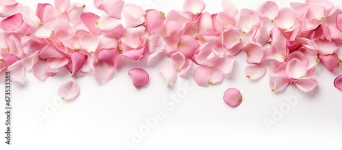 Lovely Pink Delicate Rose Petals on the White Surface Gorgeous Floral Edge