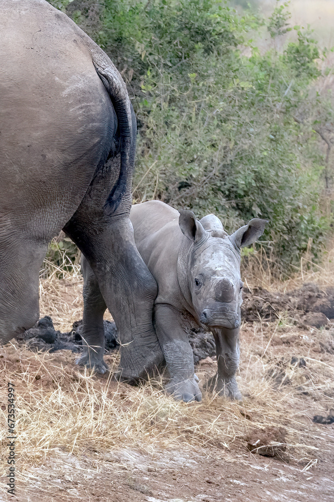 Fototapeta premium Mom and Baby Rhinoceros