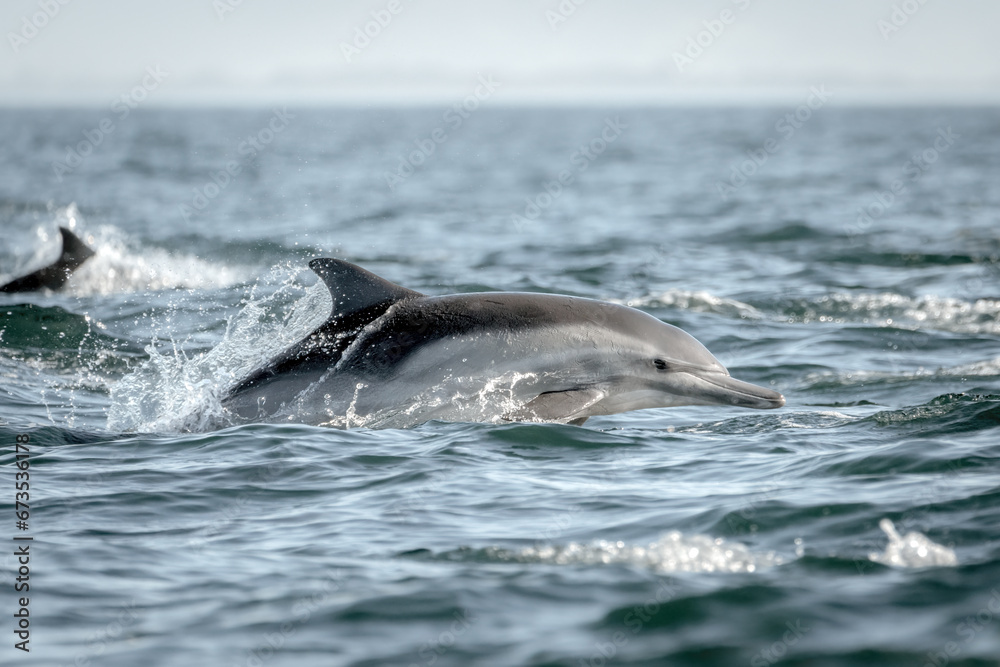 Fototapeta premium Common Dolphins Jumping Out of Water