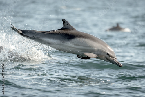 Common Dolphins Jumping Out of Water © kcapaldo