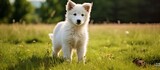 Adorable small puppy of the White Swiss Shepherd breed seen standing outside on the grass