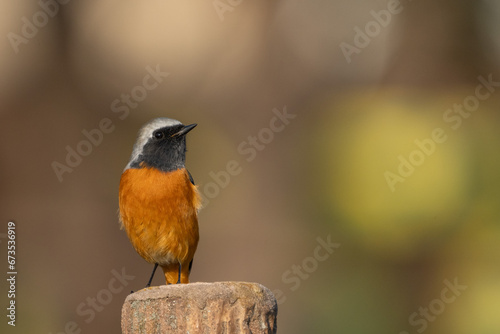 Male Daurian Redstart perching on the tree trunk. photo