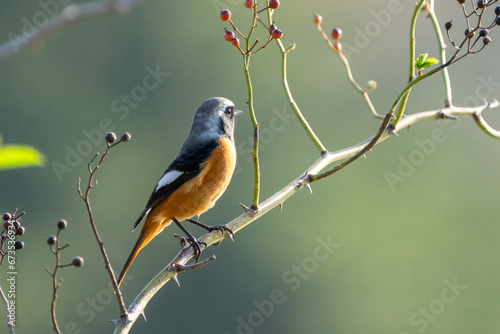 Male Daurian Redstart perching on the tree branch with colorful nuts.
