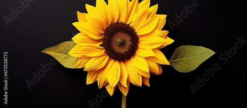 An immaculate sunflower