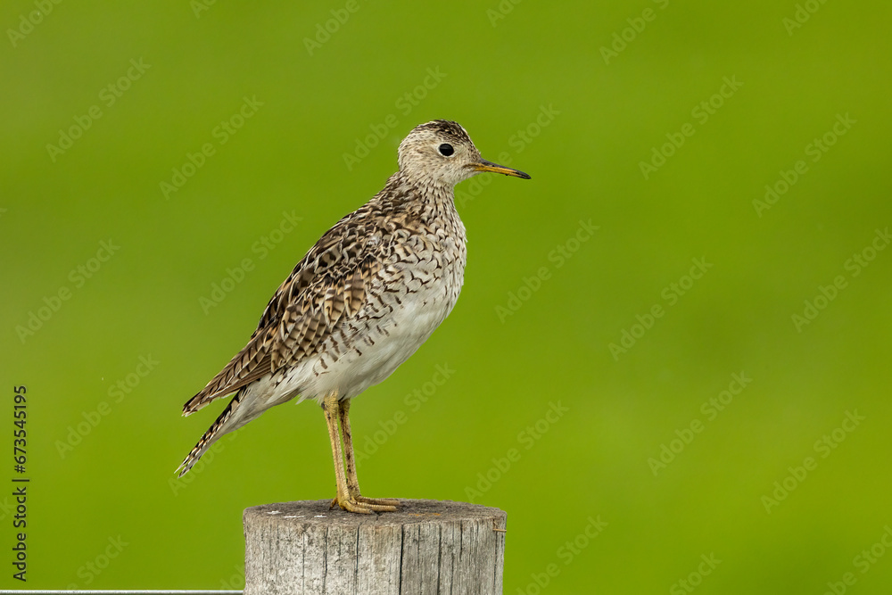 Obraz premium Upland Sandpiper