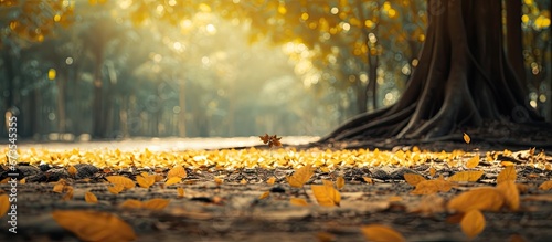 In the forest there is a fallen autumn leaf resting on the ground beneath the banyan tree s roots photo