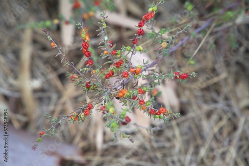 Enchylaena tomentosa, barrier saltbush, ruby saltbush, small perennial native shrub of Australia. Used as Bush Food, bush Tucker photo