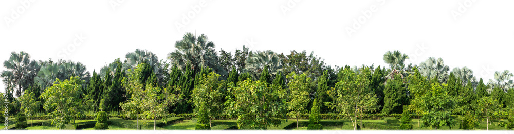 Green Trees on transparent background. are Forest and foliage in summer for both printing and web pages with cut path and alpha channel