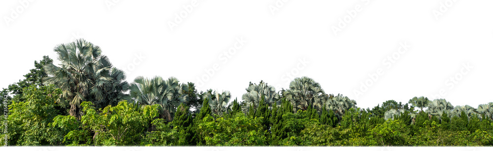 Fototapeta premium Green Trees on transparent background. are Forest and foliage in summer for both printing and web pages with cut path and alpha channel