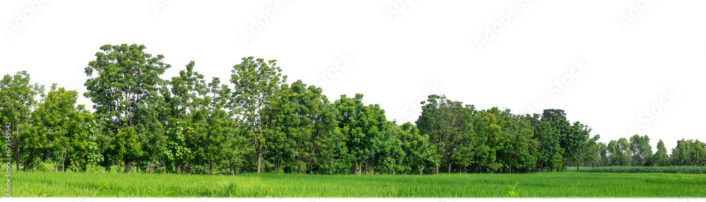 Green Trees on transparent background. are Forest and foliage in summer for both printing and web pages with cut path and alpha channel Green Trees on transparent background. are Forest and foliage in summer for both printing and web pages with cut path and alpha channel