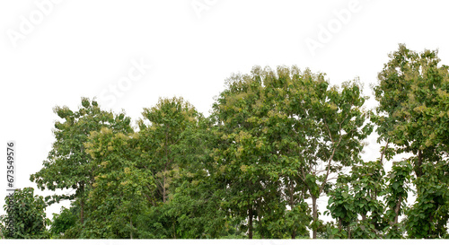 Green Trees on transparent background. are Forest and foliage in summer for both printing and web pages with cut path and alpha channel