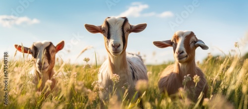 Goats frolicking in a sunny meadow during scorching summer weather
