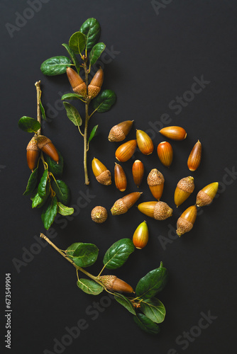 Coast live oak acorns close-up isolated on black background