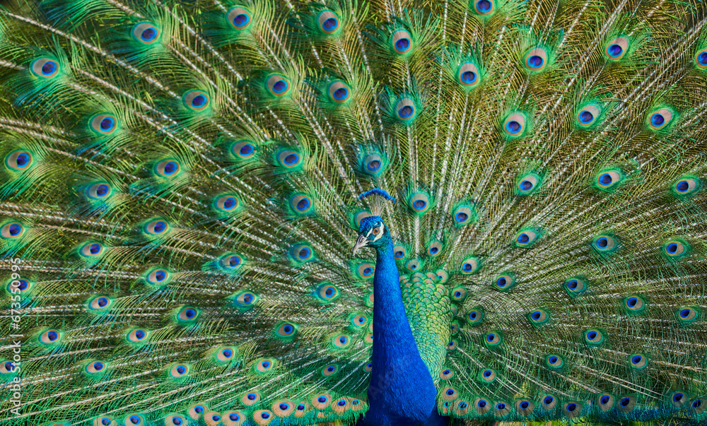 Obraz premium Close-up portrait of Male Peacock