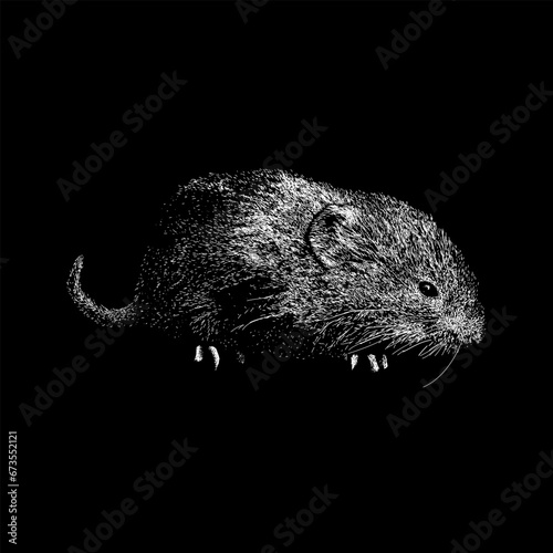 vole hand drawing vector isolated on black background.