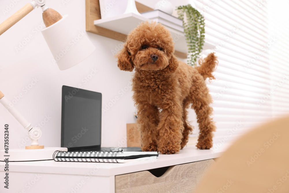 Cute Maltipoo dog on desk near laptop at home
